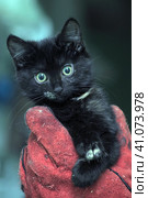Black kitty in hand. Стоковое фото, фотограф Анна Кривицкая / Фотобанк Лори