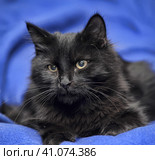 Black cat on a blue background. Стоковое фото, фотограф Анна Кривицкая / Фотобанк Лори