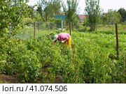 Женщина обрывает пасынки на помидорах. Стоковое фото, фотограф Роман Лукьянов / Фотобанк Лори
