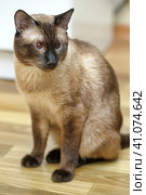 Siamese cat on the floor. Стоковое фото, фотограф Анна Кривицкая / Фотобанк Лори