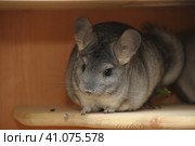 Gray chinchilla. Стоковое фото, фотограф Анна Кривицкая / Фотобанк Лори