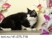 Black and white cat. Стоковое фото, фотограф Анна Кривицкая / Фотобанк Лори
