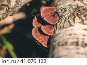 Daedaleopsis tricolor on the tree birch. Стоковое фото, фотограф Ольга Ильина / Фотобанк Лори
