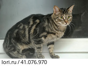 Beautiful cat with a marble color. Стоковое фото, фотограф Анна Кривицкая / Фотобанк Лори