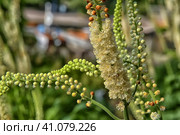 Cimicifúga racemosa. Стоковое фото, фотограф Анна Кривицкая / Фотобанк Лори