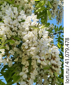 Robinia vulgaris (lat. Robínia pseudoacácia) in spring. Стоковое фото, фотограф Анна Кривицкая / Фотобанк Лори