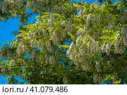 Robinia vulgaris (lat. Robínia pseudoacácia) in spring. Стоковое фото, фотограф Анна Кривицкая / Фотобанк Лори