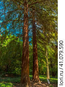 Sequoiadendron giganteum (2021 год). Стоковое фото, фотограф Анна Кривицкая / Фотобанк Лори
