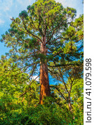 Sequoiadendron giganteum (2021 год). Стоковое фото, фотограф Анна Кривицкая / Фотобанк Лори
