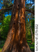 Sequoiadendron giganteum (2021 год). Стоковое фото, фотограф Анна Кривицкая / Фотобанк Лори