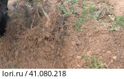Powerful cultivator, Tiller. Gardening. Spring work on the farm. Land cultivation with a Motor ripper. Man plows the ground. Spring soil preparation for seeding. Husbandman, grower. Moto plow working. Стоковое видео, видеограф Марина Демидюк / Фотобанк Лори