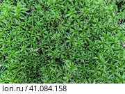Sphagnum Moss green in the forest. Background of sphagnum moss, close-up view from above.Moss background, Green background, Moss, Background, Wallpaper, Texture. Стоковое фото, фотограф Регина Ерофеева / Фотобанк Лори