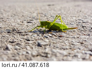 Самка серого кузнечика, сидящая на земле. Стоковое фото, фотограф Константин Григорьев / Фотобанк Лори
