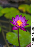 Water lily tetrahedral. Стоковое фото, фотограф Анна Кривицкая / Фотобанк Лори