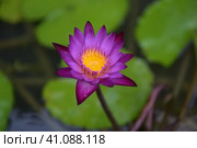 Water lily tetrahedral. Стоковое фото, фотограф Анна Кривицкая / Фотобанк Лори
