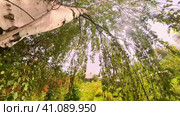 The camera climbs up the trunk of a white birch tree. Summer tree. Стоковое видео, видеограф Ярославский Максим / Фотобанк Лори