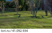 ds Vanellus chilensis are walking on the green lawn. Bushes with red and yellow foliage grow around. Argentina. El Calafate. Стоковое фото, фотограф Вера Ивановна Кубарева / Фотобанк Лори