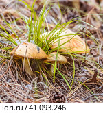Маслёнок зернистый, летний, ранний (Suillus granulatus) на хвойной подстилке в сосновом лесу. Новосибирская область, Западная Сибирь. Стоковое фото, фотограф Евгений Мухортов / Фотобанк Лори