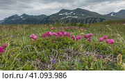 Bright pink Kamchatka rhododendrons grow in a meadow among green grass. A picturesque mountain range with patches of snow on the slopes against a cloudy sky. Kamchatka. Стоковое фото, фотограф Вера Ивановна Кубарева / Фотобанк Лори