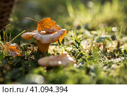 Noble, edible chanterelle mushrooms. Two yellow chanterelles grow in the grass in a birch forest. Beautiful texture of nature background at dawn. Стоковое фото, фотограф Photojuli / Фотобанк Лори