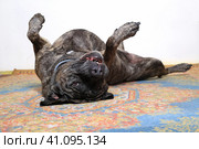 Собака породы Кане-корсо лежит на спине, играет. Стоковое фото, фотограф Яна Королёва / Фотобанк Лори