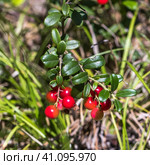 Лесная ягода - Брусника обыкновенная ( лат. Vaccinium vitis-idaea L.- семейство Ericaceae). Хвойный лес Западной Сибири, Август. Стоковое фото, фотограф Евгений Мухортов / Фотобанк Лори