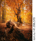 Beautiful beech forest with a fallen tree in the foreground. Amazing fall scenery. Стоковое фото, фотограф Катерина Ковалева / Фотобанк Лори