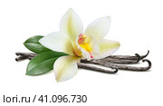 Vanilla with leaves horizontal pod isolated on white. Стоковое фото, фотограф Катерина Ковалева / Фотобанк Лори