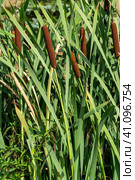 Початки рогоза (лат. Typha) Стоковое фото, фотограф Александр Щепин / Фотобанк Лори