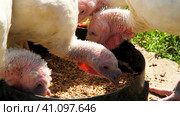 White and black turkeys simultaneously give voice, turkeys make sounds, bird song. Стоковое видео, видеограф Алексей Круковский / Фотобанк Лори