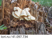 Трутовик серно-желтый (лат. Laetiporus ulfureus) на гнилом пне. Стоковое фото, фотограф Александр Романов / Фотобанк Лори