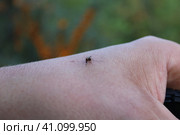 Комар пискун сосущий кровь. Стоковое фото, фотограф Евгений Чумичев / Фотобанк Лори