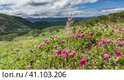 Bright pink Kamchatka rhododendrons are blooming on the hillside. Green grass and bushes on an alpine meadow. A mountain range in the distance. Clouds in the blue sky. Стоковое фото, фотограф Вера Ивановна Кубарева / Фотобанк Лори