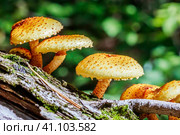 Чешуйчатка золотистая, Королевский опёнок (лат. Pholiota aurivella) на стволе дерева. Новосибирская область, Западная Сибирь. Стоковое фото, фотограф Евгений Мухортов / Фотобанк Лори