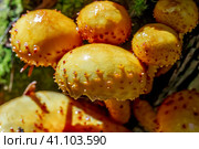 Чешуйчатка золотистая, Королевский опёнок (лат. Pholiota aurivella) на стволе дерева. Новосибирская область, Западная Сибирь. Стоковое фото, фотограф Евгений Мухортов / Фотобанк Лори