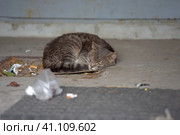 Gray homeless unhappy cat sleeping. Стоковое фото, фотограф Анна Кривицкая / Фотобанк Лори