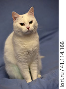 White albino cat. Стоковое фото, фотограф Анна Кривицкая / Фотобанк Лори