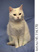 White albino cat. Стоковое фото, фотограф Анна Кривицкая / Фотобанк Лори