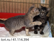 Homeless kittens in a cage. Стоковое фото, фотограф Анна Кривицкая / Фотобанк Лори