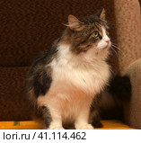 White with brown fluffy cat. Стоковое фото, фотограф Анна Кривицкая / Фотобанк Лори