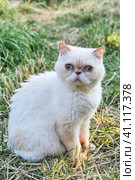 Cute domestic beige cat with wide pupils looking attentively. Стоковое фото, фотограф Ирина Кононова / Фотобанк Лори