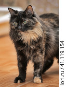 Portrait of a beautiful female  cat. Стоковое фото, фотограф Анна Кривицкая / Фотобанк Лори