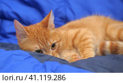 Red cat on a blue background. Стоковое фото, фотограф Анна Кривицкая / Фотобанк Лори