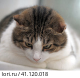 Thick white with brown cat. Стоковое фото, фотограф Анна Кривицкая / Фотобанк Лори