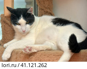 Black and white large domestic cat. Стоковое фото, фотограф Анна Кривицкая / Фотобанк Лори