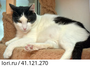 Black and white large domestic cat. Стоковое фото, фотограф Анна Кривицкая / Фотобанк Лори