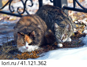 Unhappy stray cats eat outside in winter. Стоковое фото, фотограф Анна Кривицкая / Фотобанк Лори