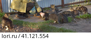 Stray cats eat together on the street. Стоковое фото, фотограф Анна Кривицкая / Фотобанк Лори