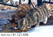 Unhappy stray cats eat outside in winter. Стоковое фото, фотограф Анна Кривицкая / Фотобанк Лори