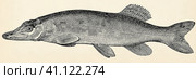 The freshwater fish - northern pike (Esox lucius). Antique stylized illustration. Стоковая иллюстрация, иллюстратор Sergey Kohl / Фотобанк Лори